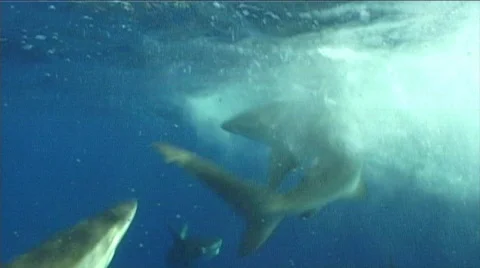 Shark close up  Stock Footage 313830