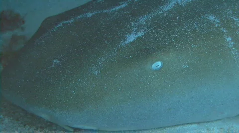 Shark close Stock Footage 656114