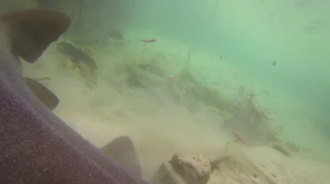 THE SHARK UP CLOSE Stock Footage 51234887