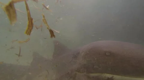 THE SHARK CLOSE UP Stock Footage 51235015