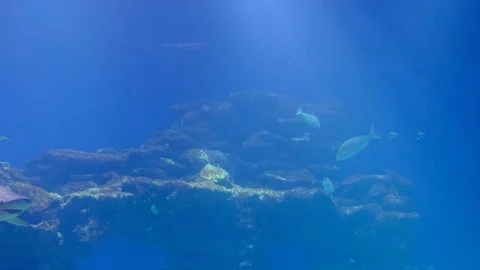 Shark close up. Red Sea. Stock Footage 129530457