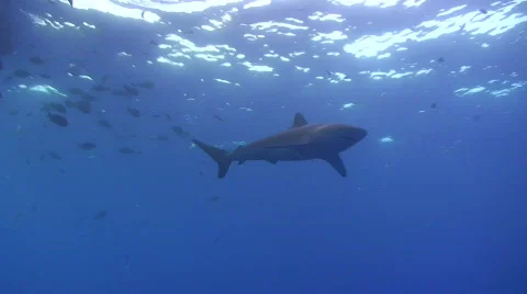 Shark close to the surface - Underwater view Stock Footage 841698