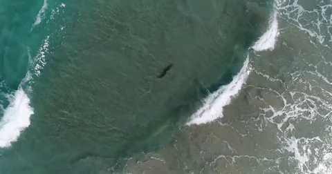 Shark cruising through shallow surf off Juno Beach in Florida Vídeo Stock 74117341