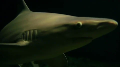 Shark In Darkness Stock Footage 45935991