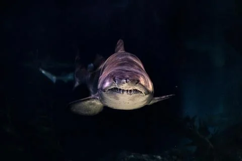 A shark deep in the ocean Stock Photos