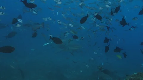 Shark in deep ocean underwater 4k Stock Footage 99586998