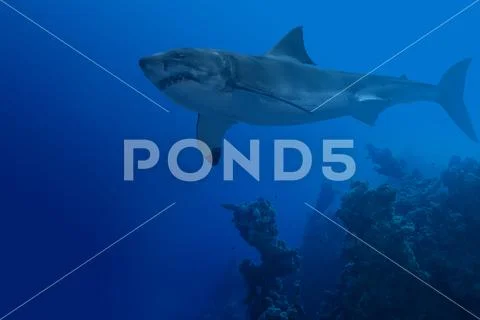 Shark in deep water Stock Photos