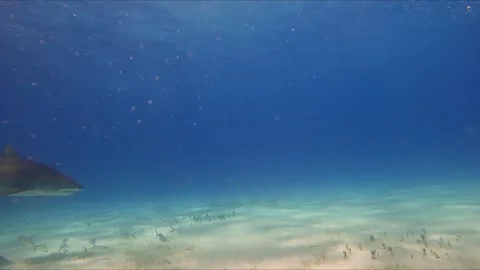 Shark Dive Bahamas Stock Footage 314443494