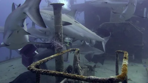 Shark Diving in the Bahamas C0001 Stock Footage 78767754