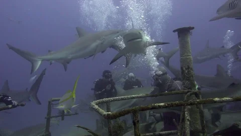 Shark Diving in the Bahamas C0004 Stock Footage 78767743