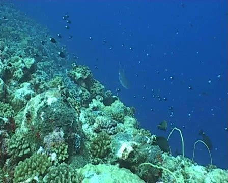 Shark diving underwater video Stock Footage
