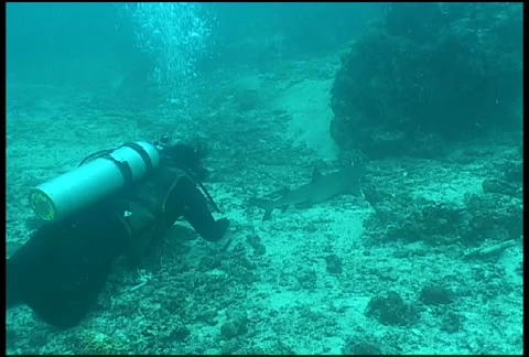 Shark diving underwater video Stock Footage