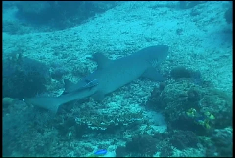 Shark diving underwater video Stock Footage