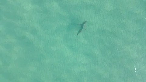 Shark Drone Clip at beach Stock Footage 241947960