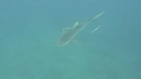 Shark Eating Chum Stock Footage 329711226