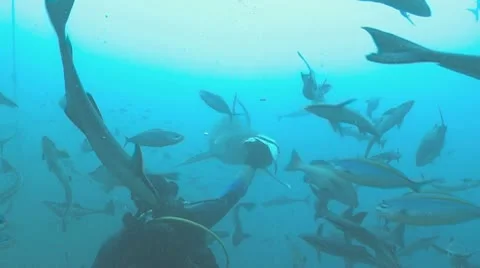 Shark eats Stock Footage