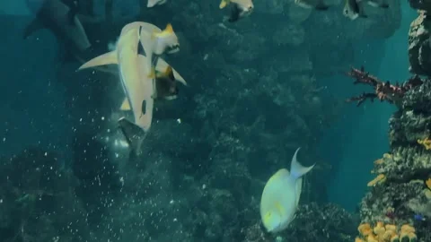 Shark eats small fish 1 Stock Footage 345278460