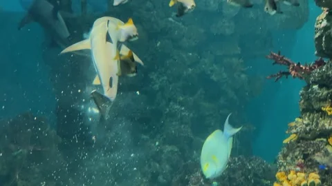 Shark eats small fish 2 Stock Footage 345278465