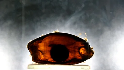 Shark egg embryos Stock Footage 111818808