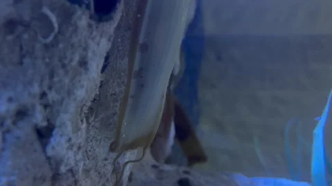 A shark embryo breathing inside an egg Stock Footage 341547767