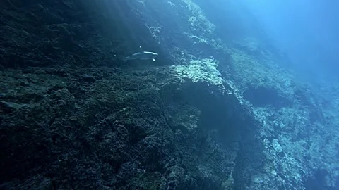 Shark Emerging from the Cave into the Bright Outside Vidéo 332855678