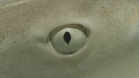 Shark Eye - Close up / Macro Stock Footage