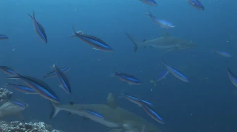 Shark Feed Stock Footage 52821977