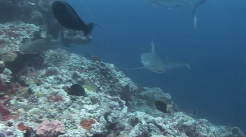 Shark Feed Stock Footage 52822185