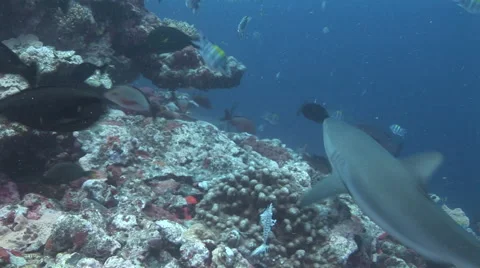 Shark Feed Stock Footage 52822221