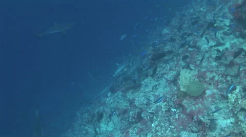 Shark Feed Stock Footage 52822343