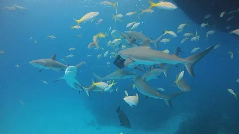 Shark feeding dive in Bahamas Stock Footage 83023618
