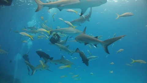 Shark feeding dive in Bahamas Stock Footage 83023675