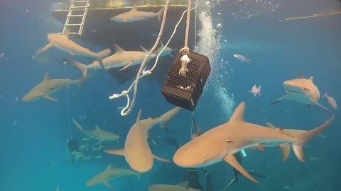 Shark feeding dive in Bahamas Stock Footage 83023729