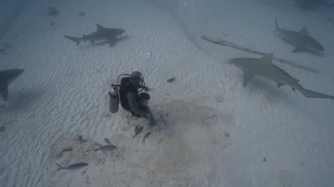 Shark feeding Dive Stock Footage 297034093