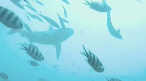 Shark feeding Stock Footage 8989468