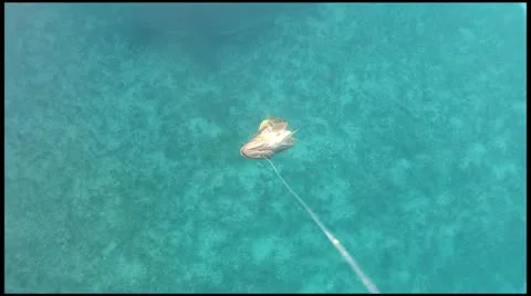 Shark Feeding Stock Footage 11289817