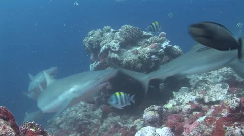 Shark Feeding Stock Footage 52822241