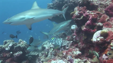 Shark Feeding Video stock 52822876