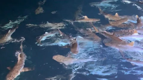 Shark feeding Stock Footage 171119191