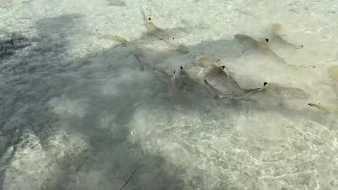 Shark feeding in Rangiroa lagoon Stockbeeldmateriaal 344427264