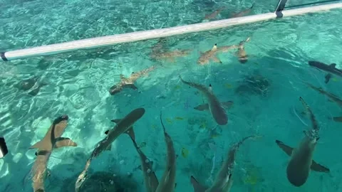 Shark feeding in Tahaa Video stock 344477680