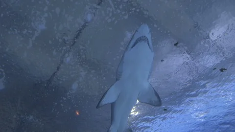 Shark Filmed from Below Stock Footage 96168586