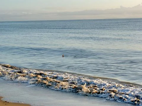 Shark Fin on Beach Edge Stock Photos