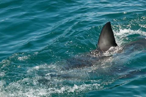 Shark fin Stock Photos