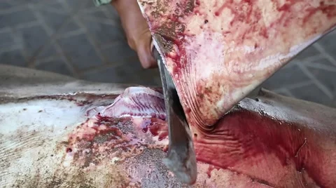 Shark finning close up Stock Footage 61909757