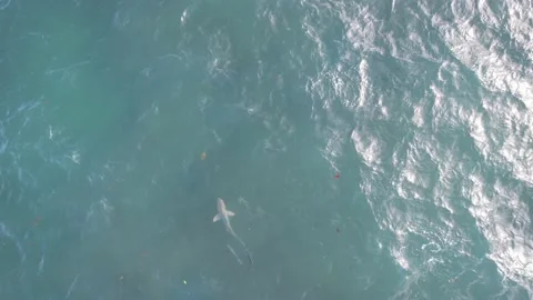 Shark with Fish from the Air Stock-Footage 211863589
