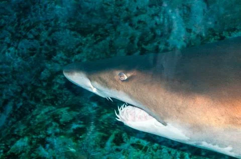 Shark fish Foto stock