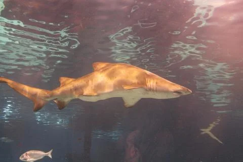 Shark fish Stock Photos