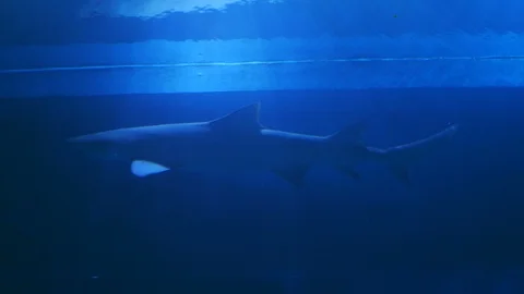Shark fish in water Stock Footage 114950613