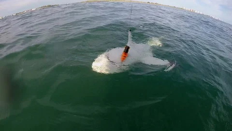 Shark Floating While Hooked On A Fishing Lure Stock Footage 92798612